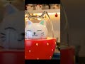 Strawberry syrup | 고양이가 말아주는 딸기시럽