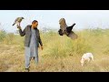 Fantastic francolin hunting by goshawk || Eagle hunting, Sparrowhawk hunting || Raptors Today