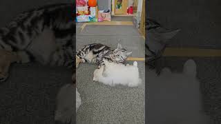 朵朵裝死第一名🤣洛克要輕輕碰輕輕咬喔😚