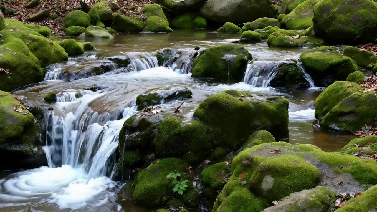 Ambient River in the Woods | ASMR Nature for Focus & Calm
