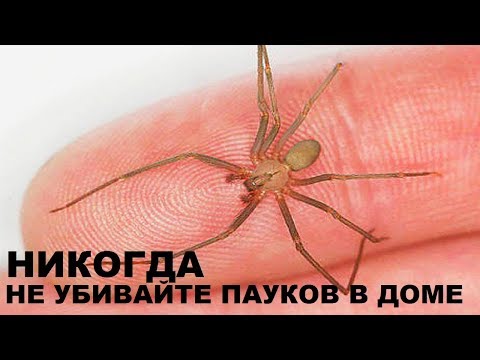 Почему никогда нельзя убивать пауков в доме?