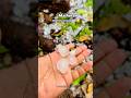 Matheran गारांचा पाऊस |  hailstorms | matheran hill station