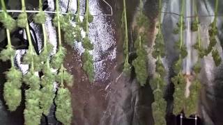 Master kush week 9 harvest