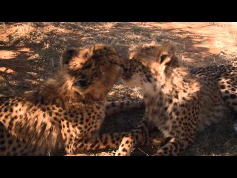 wild-cats-3d-trailer-|-official-version