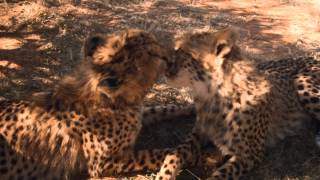 Nwave Wild Cats 3D Trailer