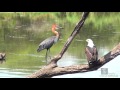 Goliath Heron vs African Fish Eagle