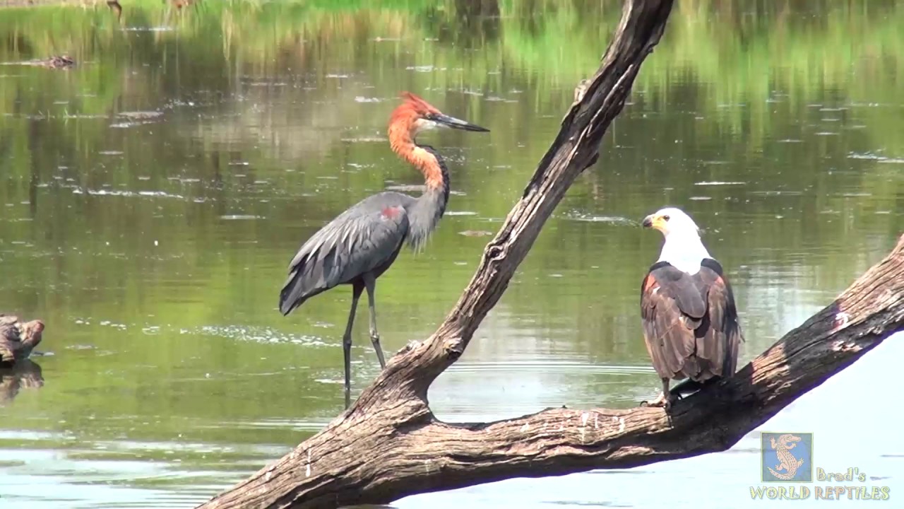 Goliath Heron vs African Fish Eagle - YouTube