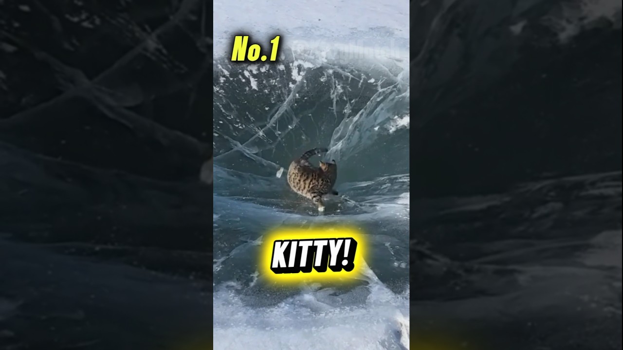 #73 Which Kitty Do You Love? 