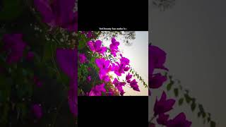 Maine Tujhko Dekha S Status   Golmaal Again trending golmaalagain ssong song