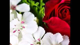 الشيخ عبدالودود حنيف سورة ( الإنسان)