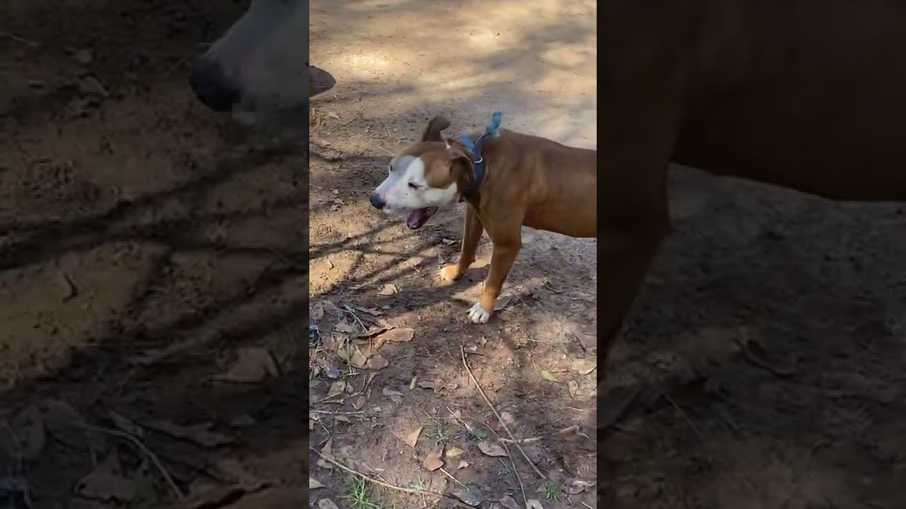 GAME DOG YARD PART FRATBOYZ KENNEL