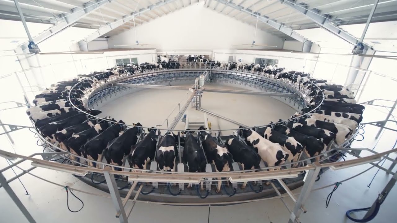 TDM - Giostra di mungitura R4