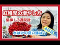 【多肉を増やそう】紅稚児の増やし方と水はけの良い鉢はどれなのか？4日目