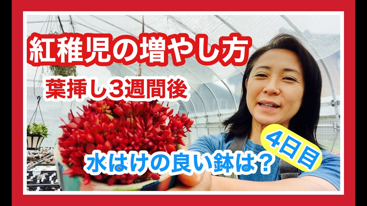 多肉を増やそう】紅稚児の増やし方と水はけの良い鉢はどれなのか？4日