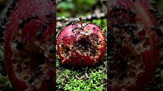 🍎 Hundreds of Insects Eating an Apple 🍂 | Creepy Time Lapse Video 😱 #trending #new #shortsfeed