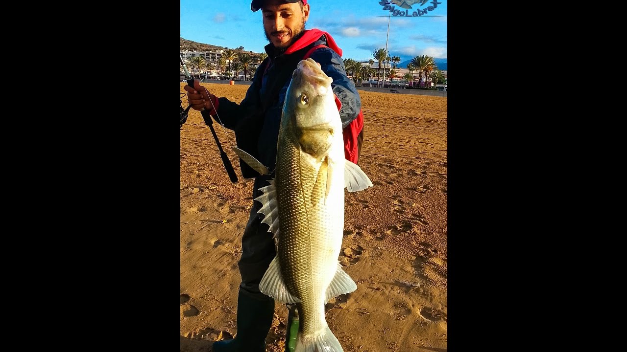 [CATCH] Shore spinning big sea bass on the beach YouTube