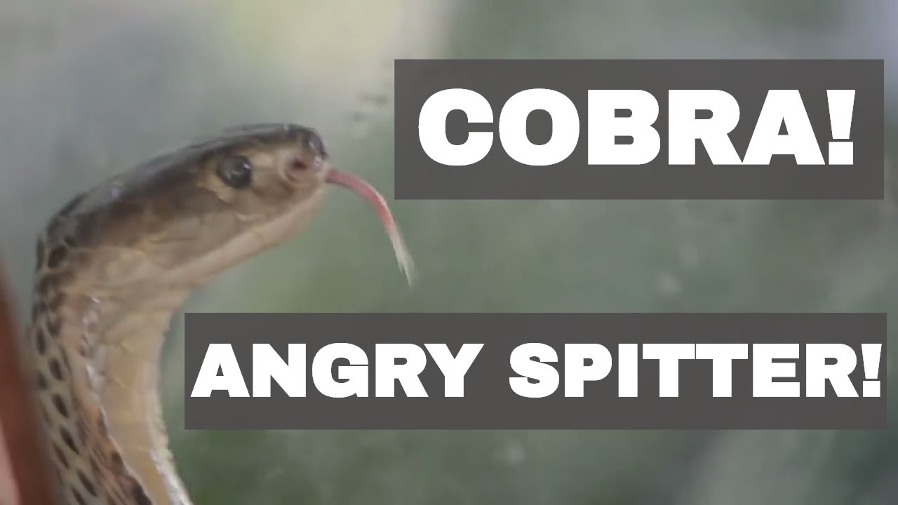 thailand snakes identification ANGRY and Spitting - Deadly Cobras Cover Glass in Venom! 🇹🇭 Thailand Living