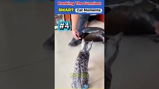 Ranking The Funnies Smart Cat Moments???#animals #viralshorts #cute #cat #shorts #meow #funny