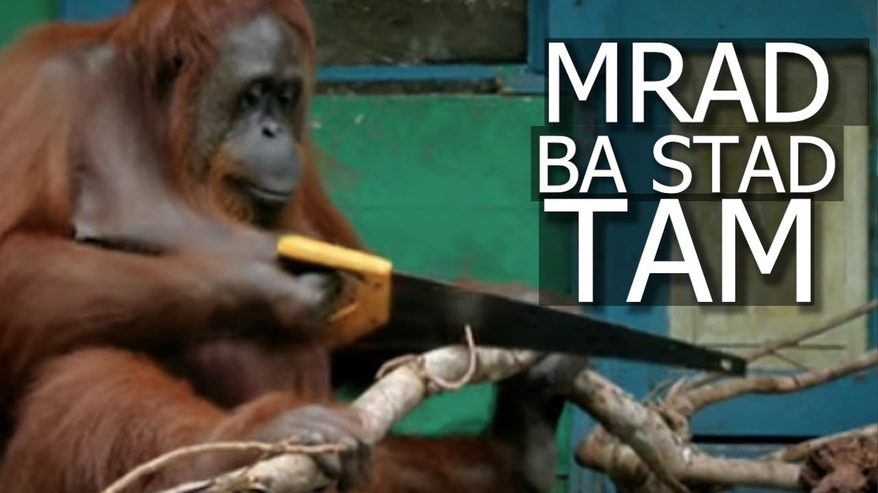 kine ki mrad la kum ki briew//storyteller lyndon isone