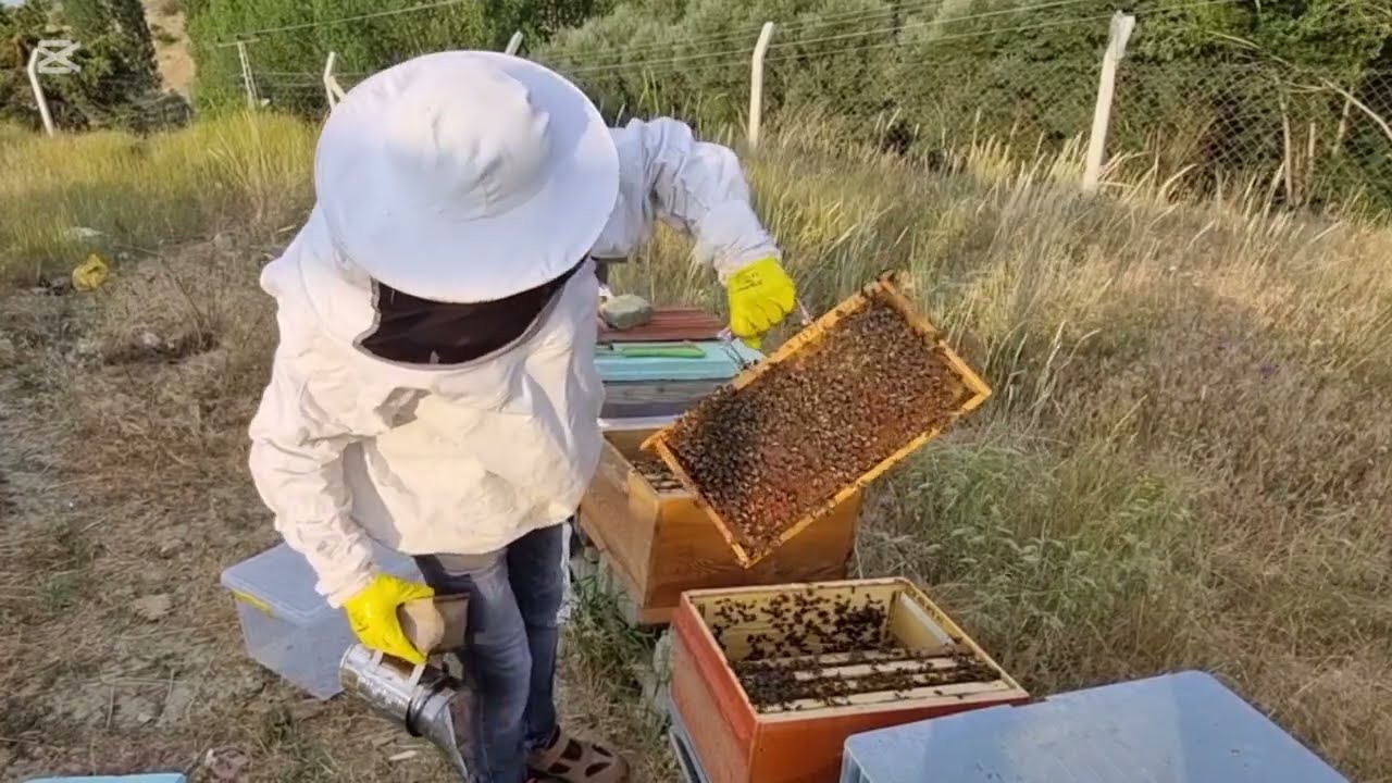 BAL SAĞIMI VE BÖLME ALMA 19 TEMMUZ 2025 ANKARA #arı#arıcılık#bölme#