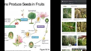 88  C16P6 Angiosperm B21