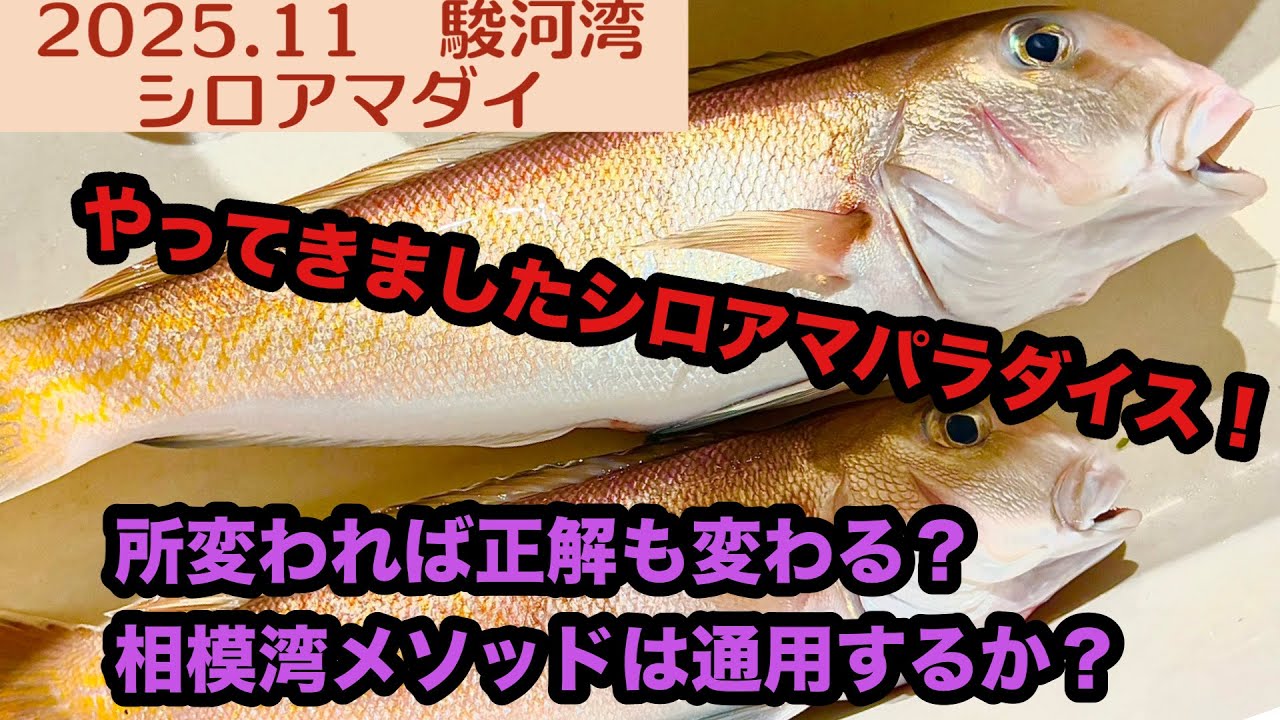 【2025.11】駿河湾シロアマダイ！幻の高級魚討伐戦、再び！