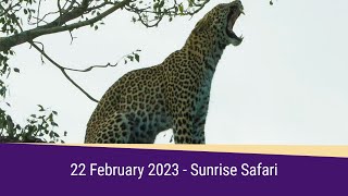 SafariLIVE Sunrise Highlights 22 February 2023