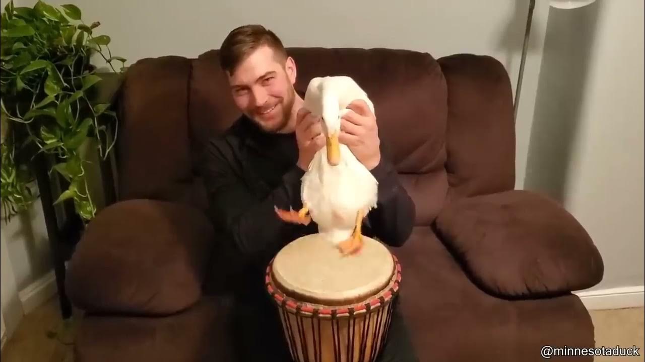 Duck Playing Drums YouTube