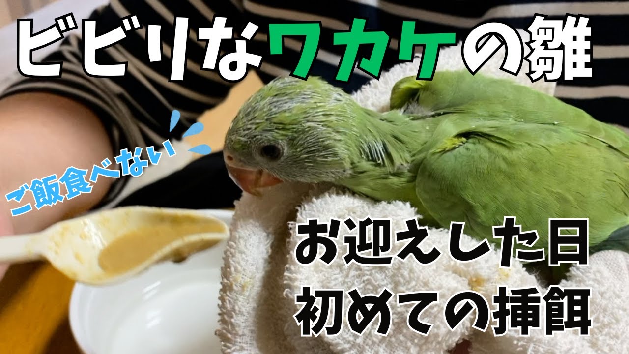 ビビリのワカケホンセイインコの雛ちゃんをお迎えした日、初めての挿餌