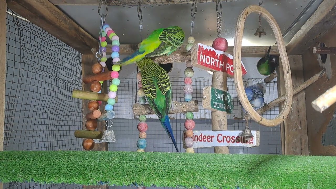 “My parrot out here flexing on everyone 🦜💅”