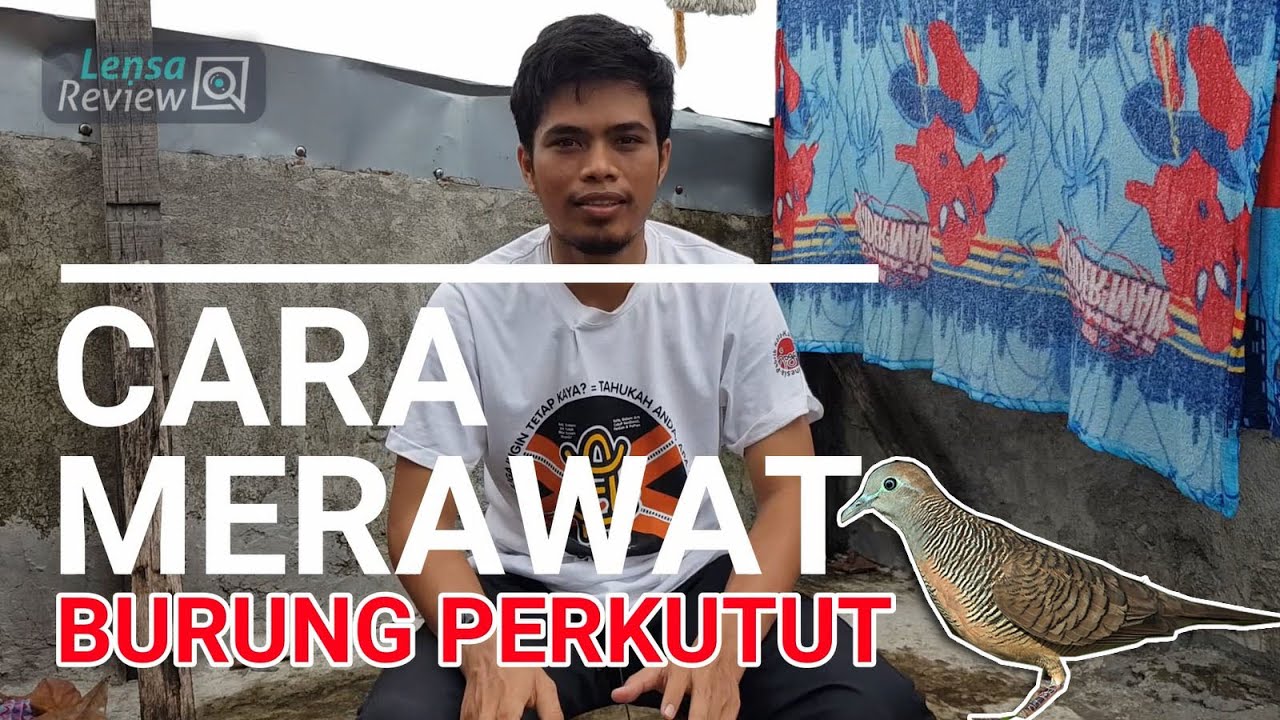 Cara Jitu Merawat Burung Perkutut Agar Tetap Sehat - YouTube