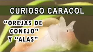 Caracol con &quot;orejas de conejo&quot; y &quot;alas&quot;. ¿Que caracol es este?