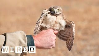 These Adorable Owls Will Not Kill You With Plague