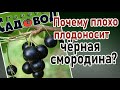 Почему плохо плодоносит черная смородина