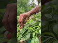 Harvesting Flowers in Home Garden || Home Gardening || Growing Flowers