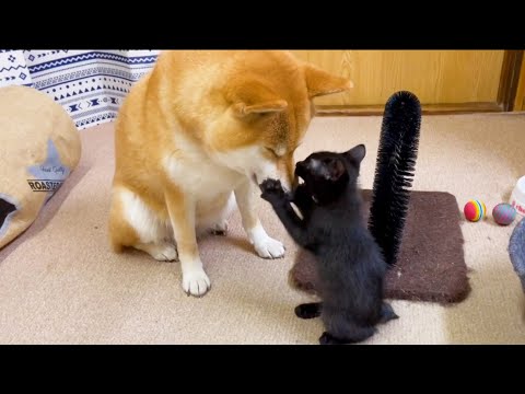 【仔猫リオ】怖かった柴犬にこんなことも出来るようになりました♥