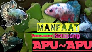 ikan cupang : MANFAAT TANAMAN APU~APU & KETAPANG