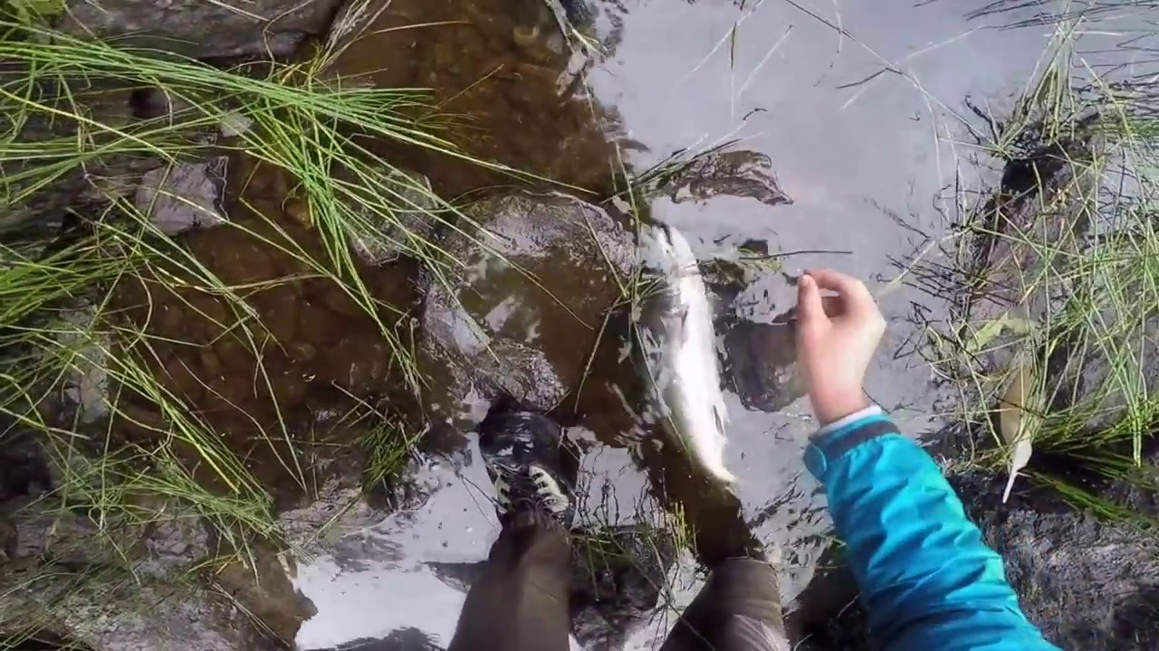 Flyfishing Thorne River Salmon YouTube