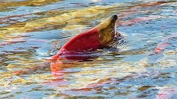 Cá hồi - Hành trình đi để trở về | Salmon -  journey to return
