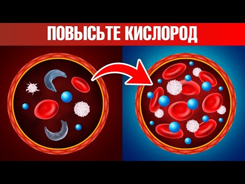 Видео: Где насыщается кислородом кровь?