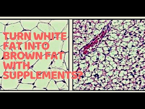 Turn White Fat into Brown Fat with supplements? - YouTube