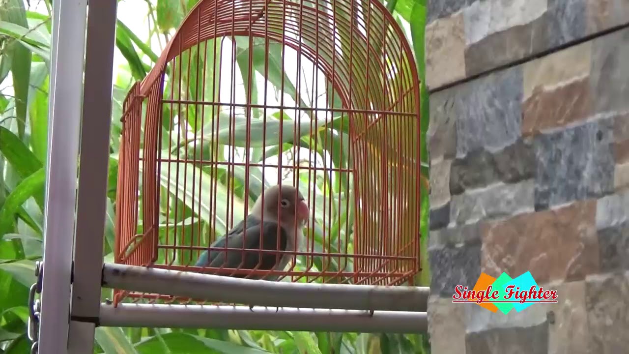 Lovebird pasti nyaut setelah denger suara Lovebird ini 