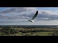 Voler avec les oiseaux en drone