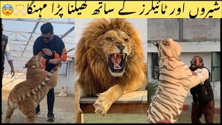 Play with dangerous lions tiger’s
