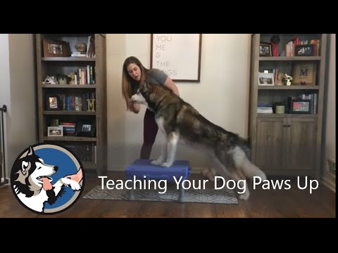 Teaching Your Dog