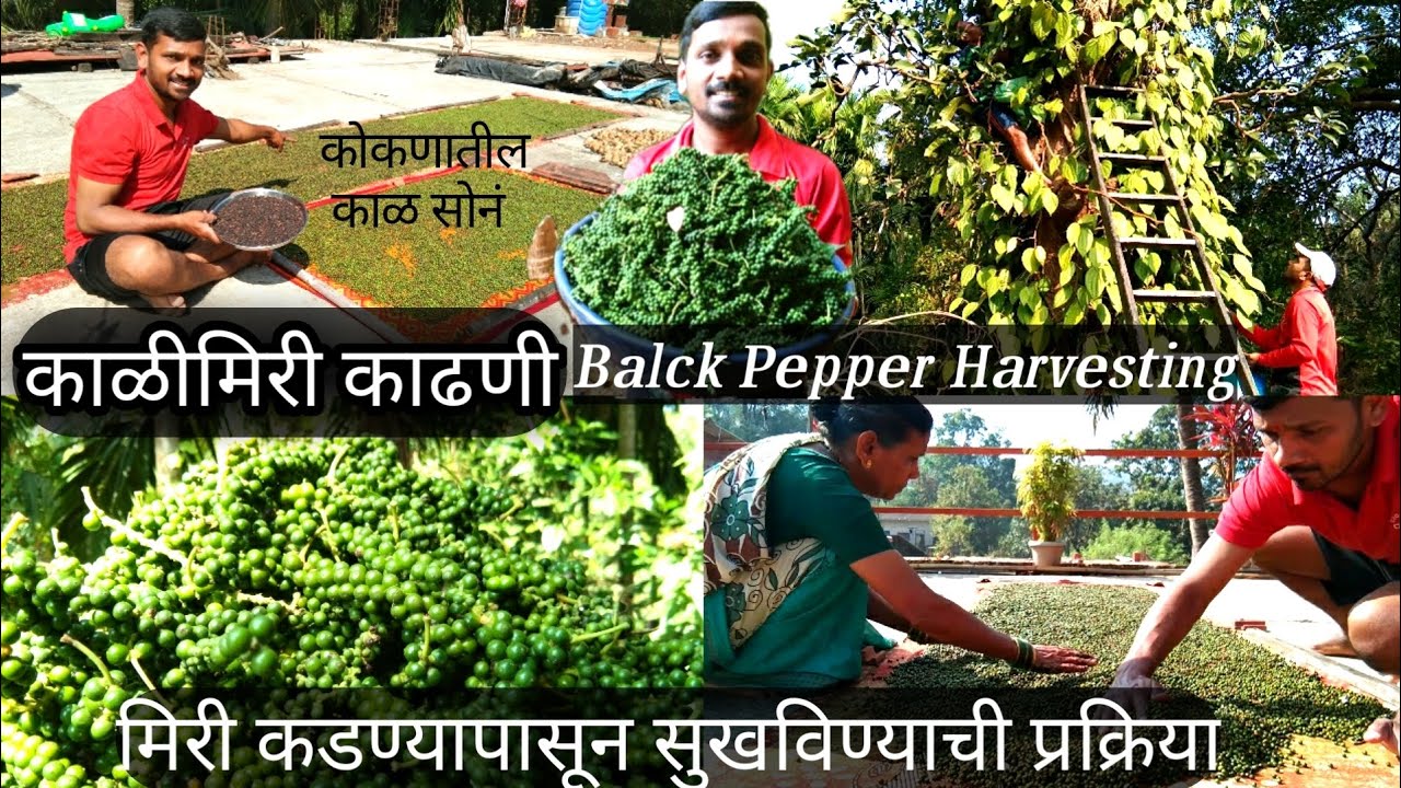 कोकणातील काळ सोनं झाडावरील काळीमिरी काढणी सोलनेसुखवणे प्रक्रिया