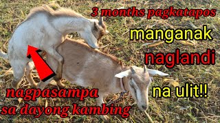 Tatlong buwan pagkatapos manganak pwede na ulit pasampahan ang ...