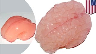 3D gel brain model helps Harvard researchers understand the development of folds - TomoNews