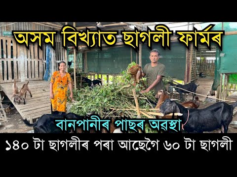 ছাগলী ফাৰ্মৰ অৱস্থা বানপানীৰ পাছত।Goat farm in Assam।Goat farming। Goat farm। Goat farming ideas 