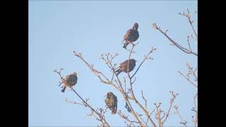 De Maan, De Zon En De Vogels In De Morgen Van 6 Tot 7 Uur Op 14 Maart 2025